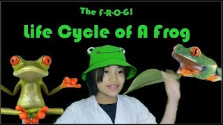 THE LIFE CYCLE OF A FROG || Performance Task by Brielle Lopez
