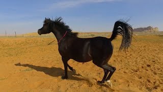 سباق بيني وبين دهماء !! مين فاز ؟ وتعال شوف علاقة الخيل بصاحبها HD