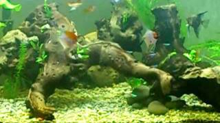 75 gallon planted tank update 6/21/11