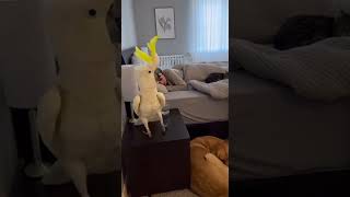 Mr. Parrot The Worst Alarm Clock Ever