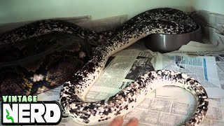 Gumball Cow Reticulated Python Video