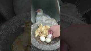 Nascimento de Patos no Sítio - #Ducks #Patos #Patinhos #babyducks #babyducksसुसु #sitio #roça