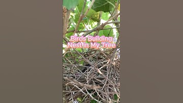 Mockingbird pt.1 #mockingbird #birdnest #birdeggs #animalshorts #naturelovers #naturesounds #viral