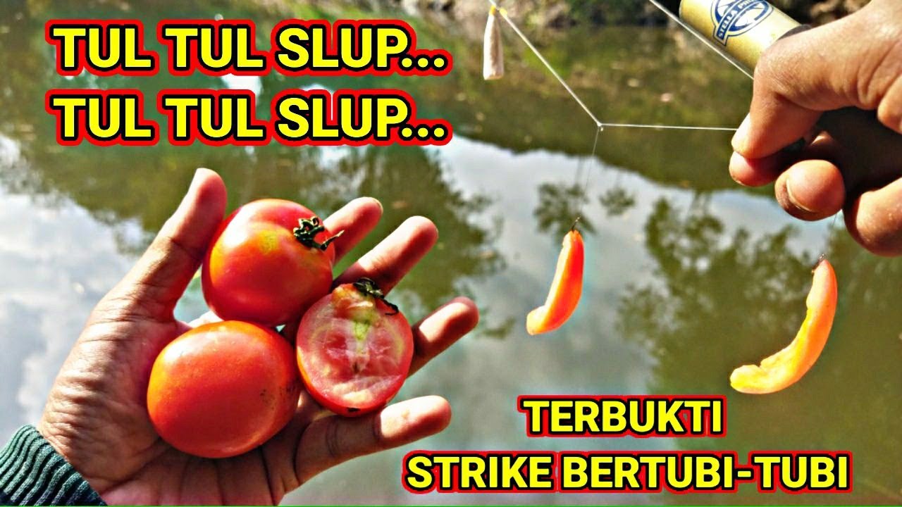 MASYAALLAH THIS IS WHAT IT TASTES TO USE TOMATO BAIT‼️IT'S ADDICTING