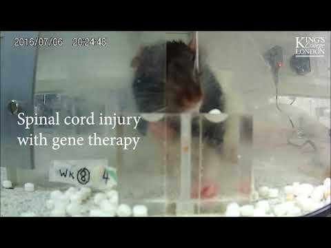 Gene therapy restores hand function after spinal cord injury in rats