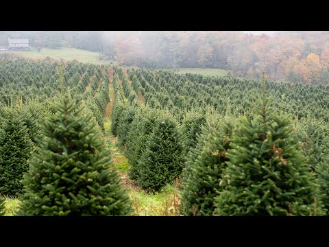NC Farm Bureau Report: October 29, 2021