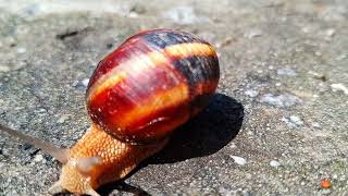 Гіперлапс Равлика: Повільний Світ. Snail Hyperlapse: The Slow World in Fast Motion. @tfstudio78