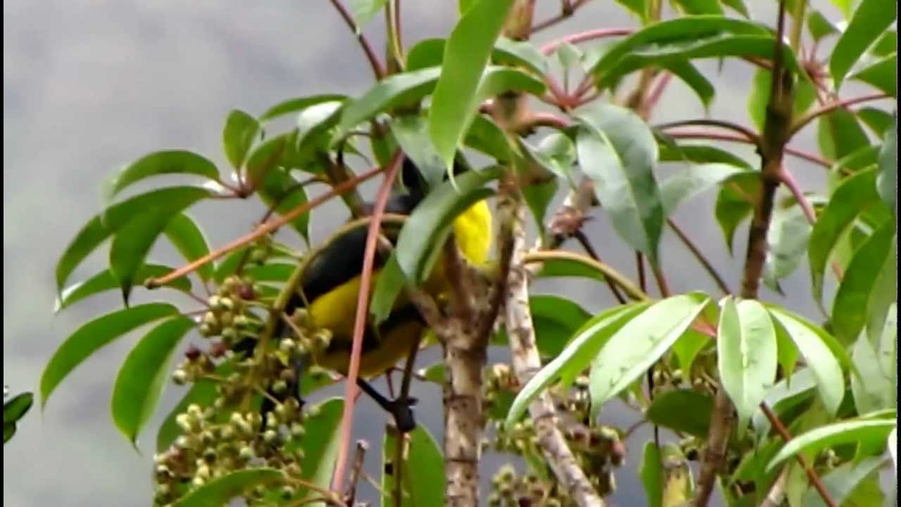 Hooded Mountain-tanager- Buthraupis montana - a nice Tanager in the Andean highlands of Colombia