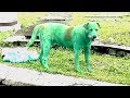 Необычная собака ходила по улице, но почему она зелёная??!