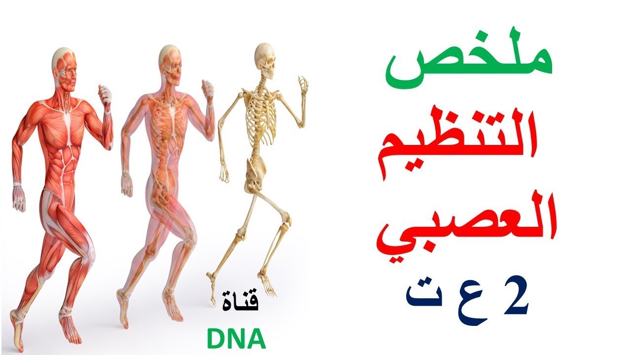 ملخص التنظيم العصبي السنة الثانية ثانوي