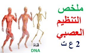ملخص التنظيم العصبي السنة الثانية ثانوي