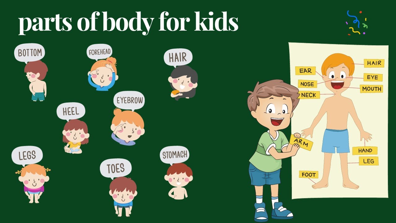 Learn Parts Of Body Names Parts Of Body Names In English Human Body learn-parts-of-body-names-parts-of-body-names-in-english-human-body