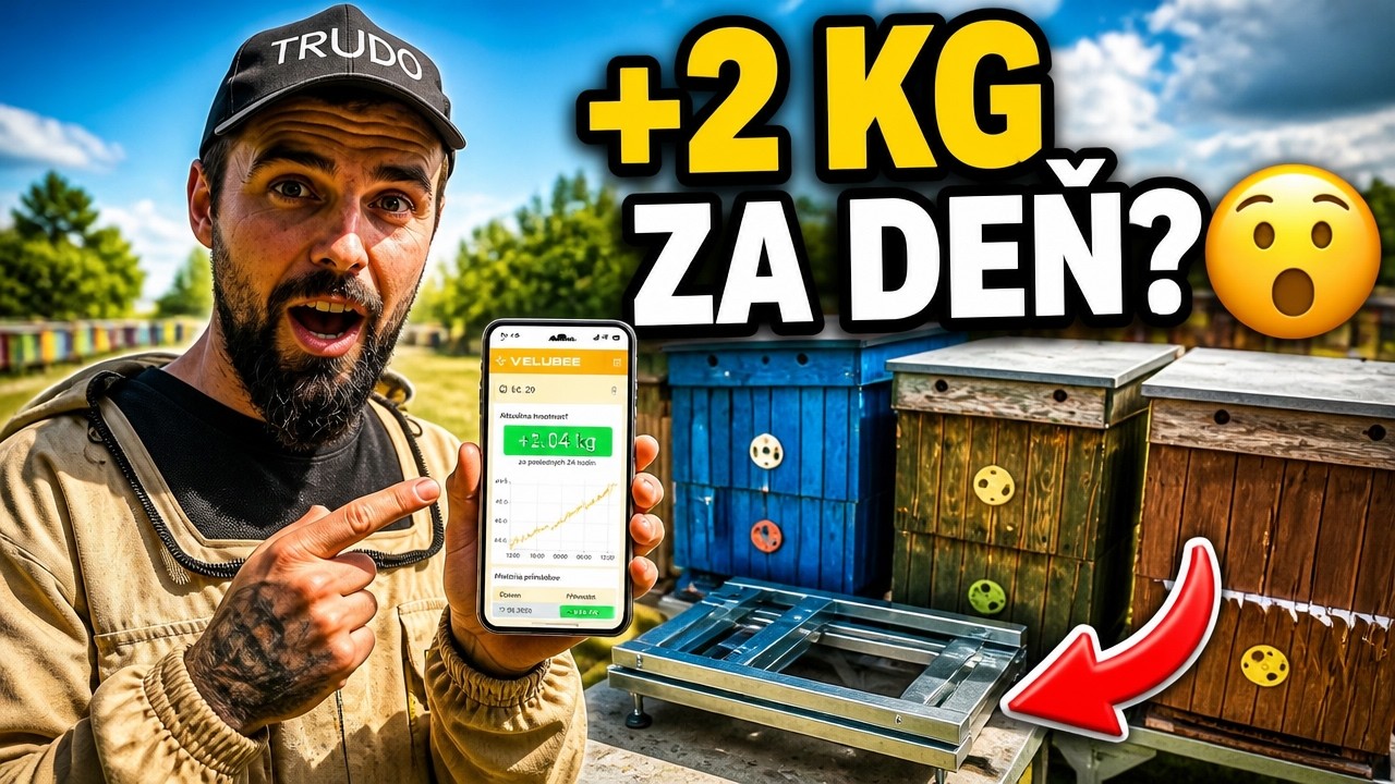 Koľko medu pribudlo za jeden deň? Viem to presne | Inteligentná váha VeluBee 🐝🍯