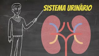 Como é constituído o sistema urinário e rins ureteres bexiga e uretra B rins vias urinárias e pele C rins ureteres e uretra D rins bexiga é ureteres e rins e bexiga?