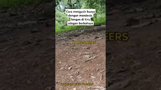 Cara Mengusir Buaya Dengan Mendesis buaya buayabesar buayamuara bangspeers tutorial