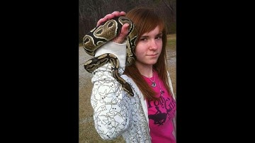 Monty the Ball Python eating a Mouse at School