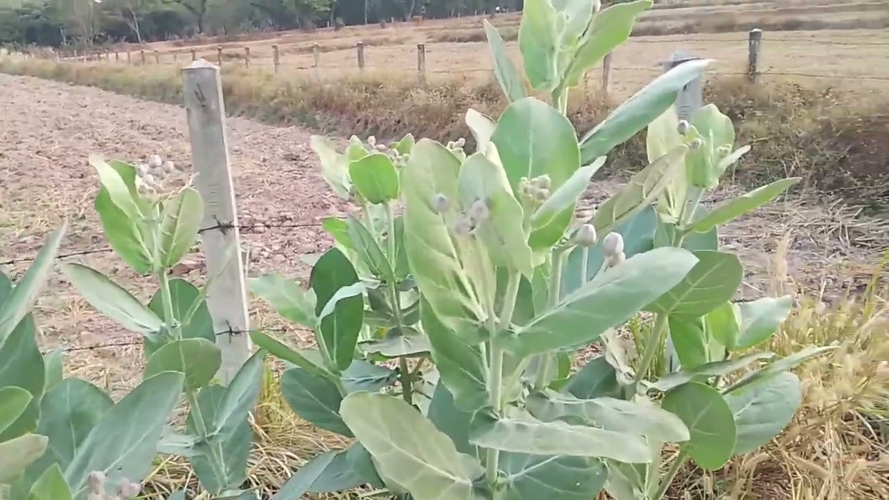 Ep328ชมบรรยากาศยามเช้า