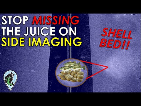 Where are the shell beds in Harris Chain of Lakes?