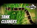 10 Best Fish Tank Cleaners!