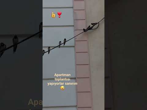 kırlangıç /swallow 🤩
