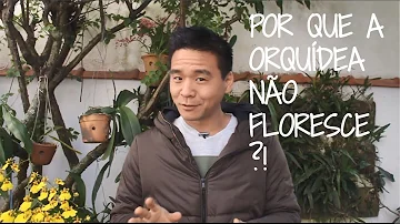 Quanto tempo a orquídea leva para dar flor?