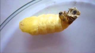 Life cycle of Silkworm- Insect Molecular Biology Lab, Dr.M.Krishnan, Bharathithasan University.