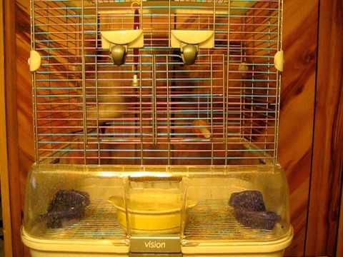 My canary begins to sing as his molting comes to a...