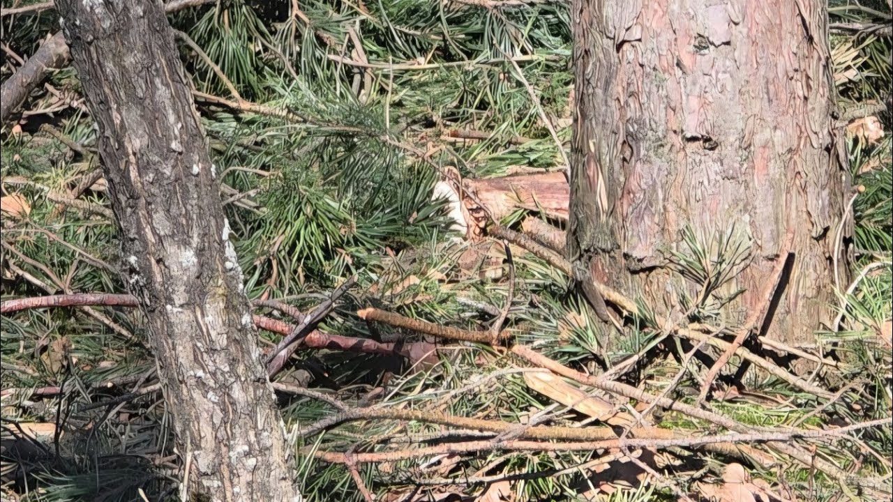 Passa nie odpuszcza! Zrzuty łosia 2025/2026r.