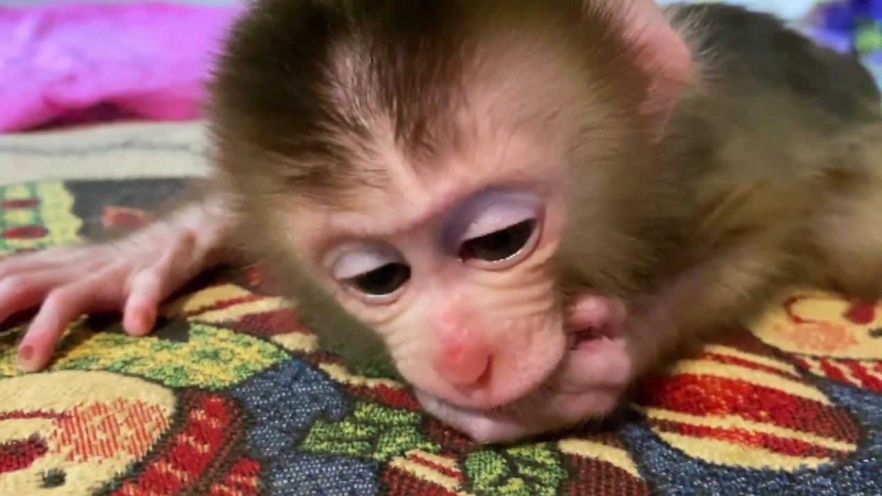 Baby Monkey Johnson 