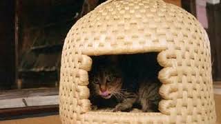 cats форум lдомики для кошек своими руками cats форум lдомики для кошек своими руками
