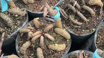 Gốc nhớt nhiều loại đế bình lợi 0766765975