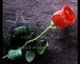 A1 - Like a rose