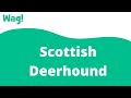 Scottish Deerhound | Wag! の動画、YouTube動画。