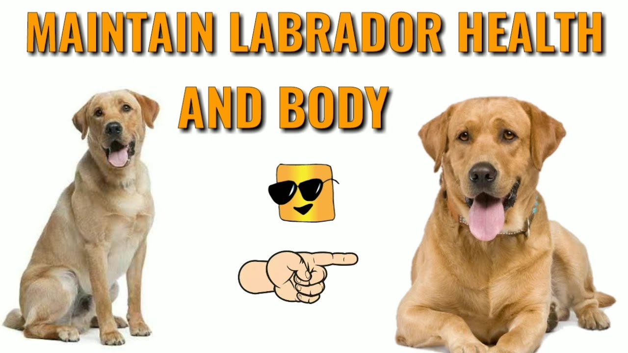 Labrador Dog Diet Chart In Hindi