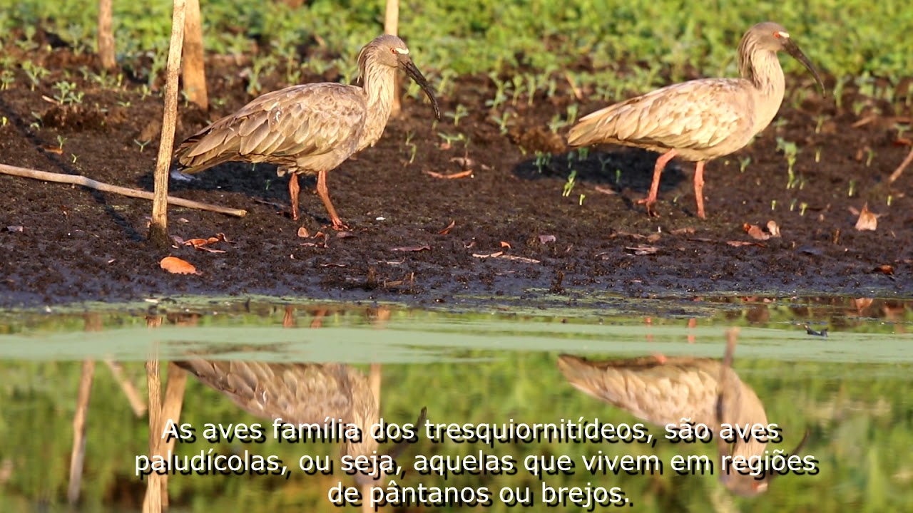 Curicaca-real, Curicaca e os Tapicurus - Expedição Pantanal 2021.