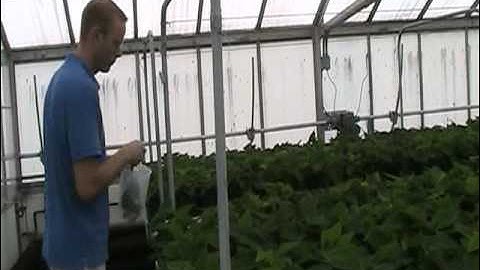 Collecting a Plant Tissue Sample for Nutrient Analysis