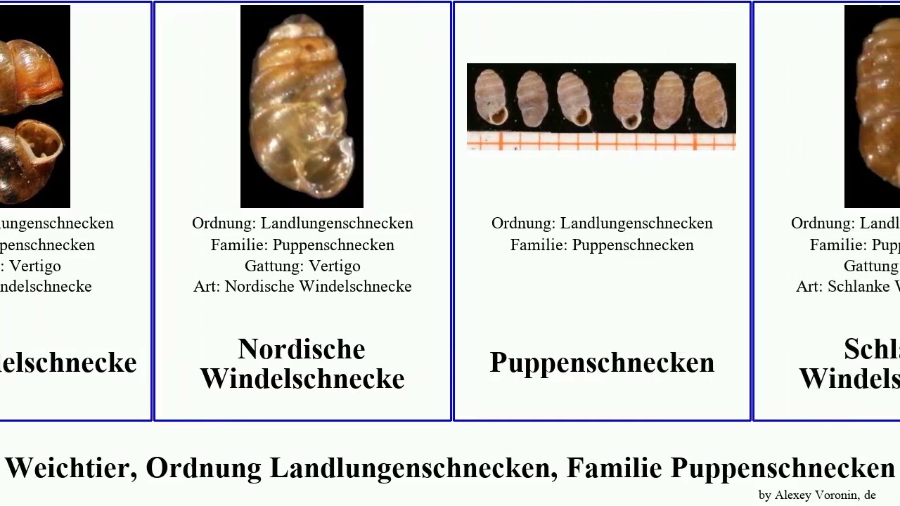 Weichtier, Ordnung Landlungenschnecken, Familie Puppenschnecken windelschnecke mollusca Vertigo