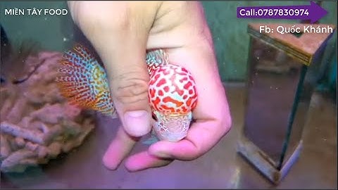 Siêu phẩm cá La Hán GB - Super VIP Golden Base King Kamfa Flowerhorn