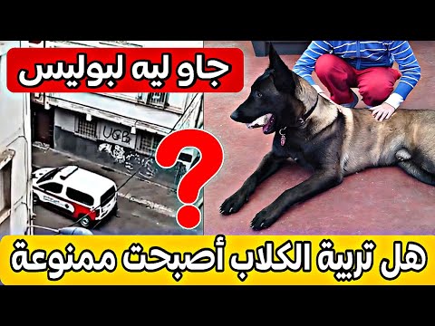 جاو ليه البوليس دار بسبب كلب واش مبقاش عندك لحق تربي كلب كلاب تربية حيوانات