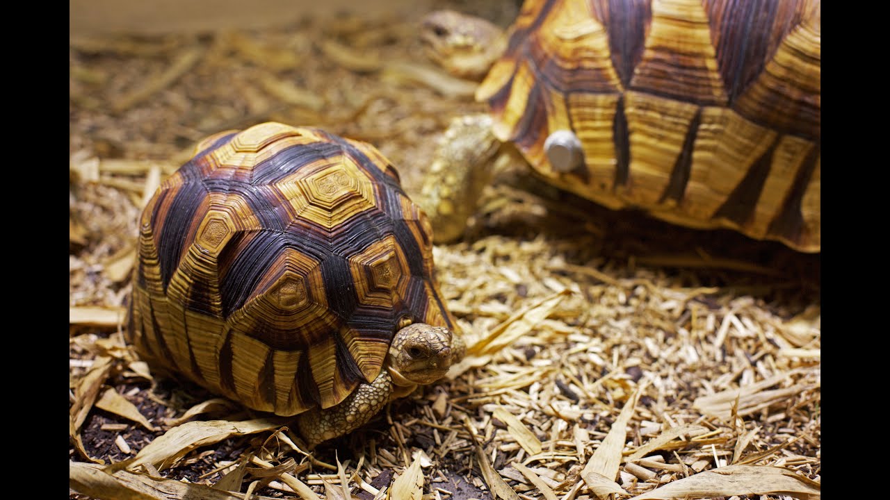 Janus Henderson X Durrell Foundation. Working to conserve our precious wildlife.