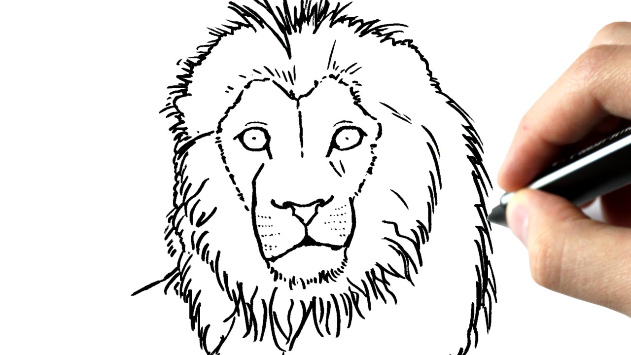 Comment Dessiner Un Lion