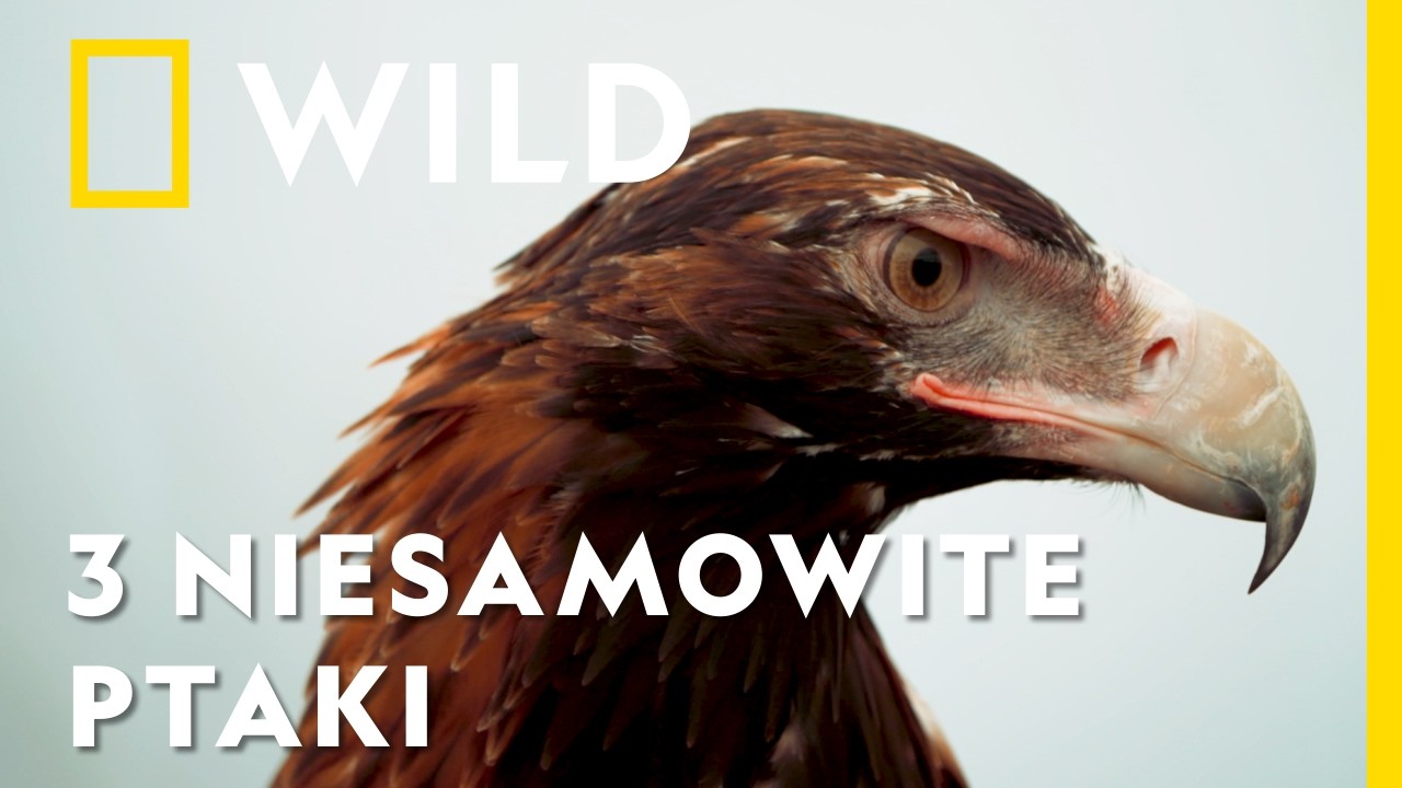 Te ptaki mają zdumiewające SUPERMOCE! Musisz je poznać! | Stworzone by przetrwać