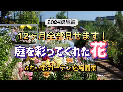 2024総集編！庭を彩る花たちの12ヶ月&ちぃ彩ガーデン迷場面集 - YouTube