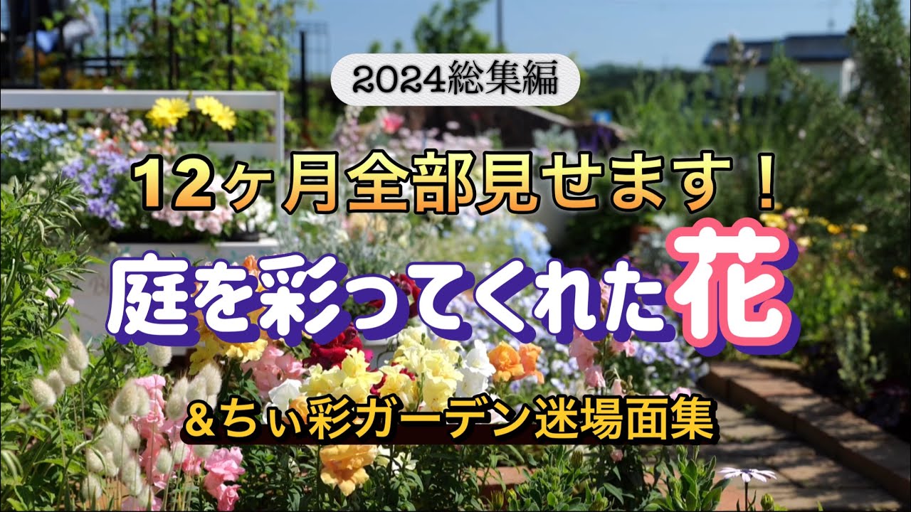 2024総集編！庭を彩る花たちの12ヶ月&ちぃ彩ガーデン迷場面集 - YouTube