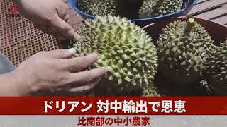 ドリアン対中輸出で恩恵   比南部の中小農家