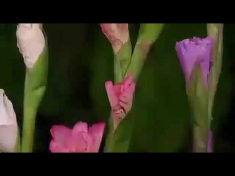 იეჰოვაა შენი სახელი