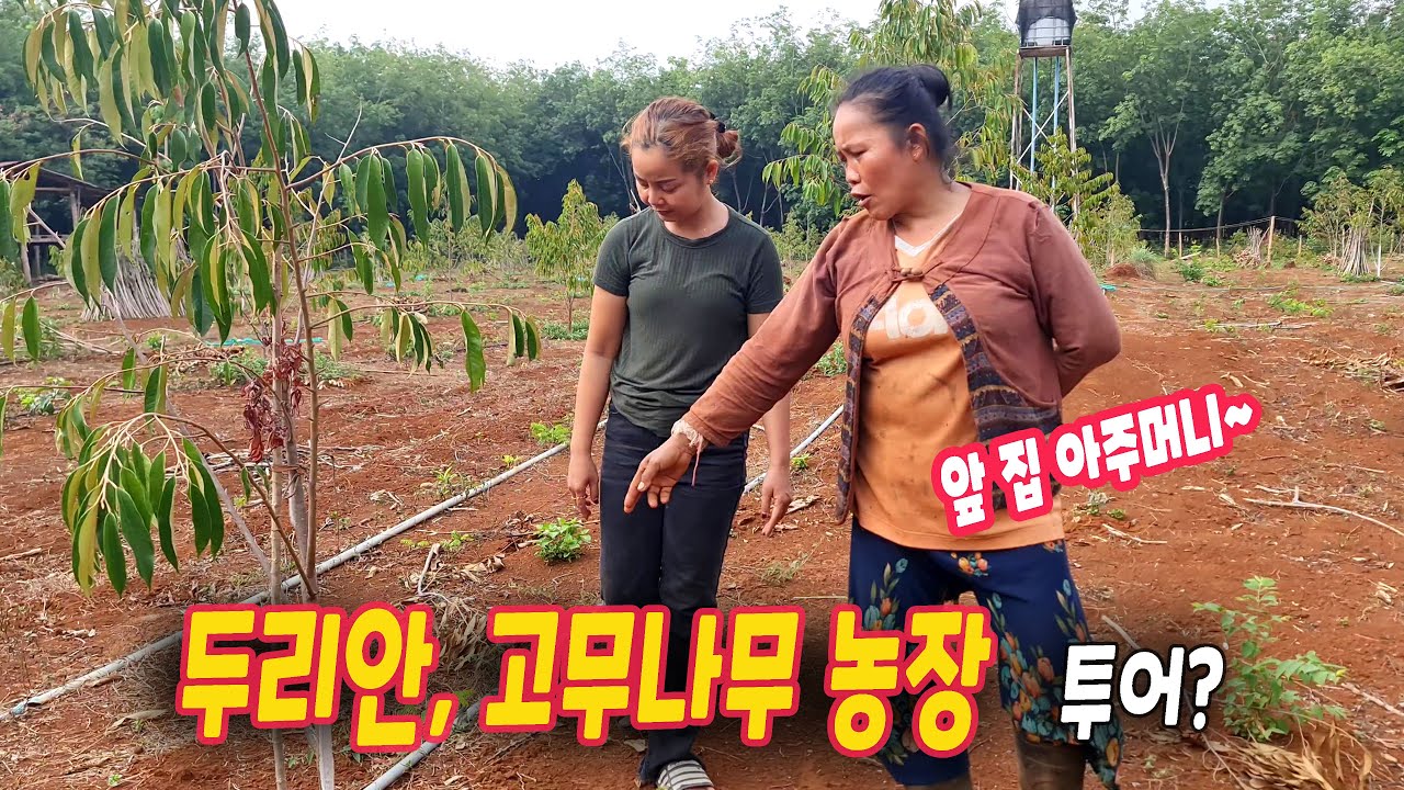 ep318 굴착기 배터리 교체 (미로 같은 고무나무 농장 투어)