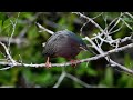 Green Heron