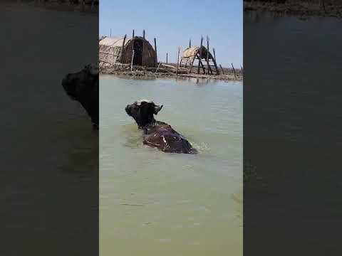 اهوار الجبايش سميرة