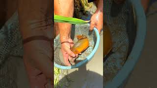 ধানক্ষেতে মাছের পোনা বড় করেছি এখন মাছগুলো বিক্রি করার পালা #ytshorts #shotrs